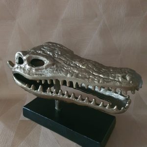 Aluminium Schedel Croc